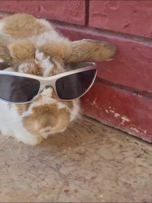 A post by @the.cocoo on TikTok caption: Coco bailarín  #🥥 #coco #conejo #bailando #minimini #momos #funny #viral #videoviral #tiktok #fyp #parati #bunny #lagrasa 