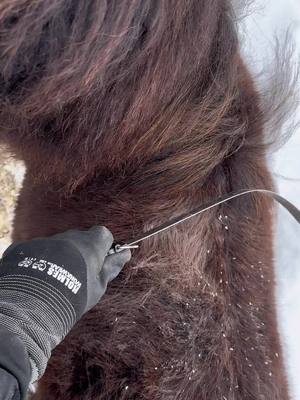 A post by @chevalerie.ca on TikTok caption: More shedding 🤩 #sheddingseason #rescuehorses #rescue #horsesoftiktok #animals #fyp 