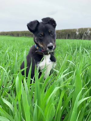 A post by @lucymidds on TikTok caption: Meet Skye ☁️ #sheepdog #agri #skye #colliepup #littlepickle #country #puppy 