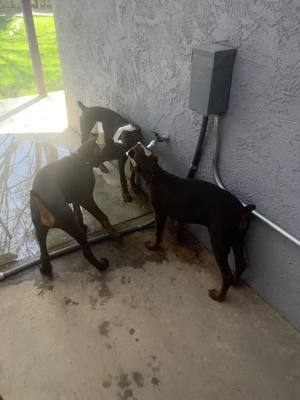 A post by @unforgettabledee on TikTok caption: Red Doberman puppies available for adoption. DM me for more information. #dobermans_of_tiktok #doberman #dobermanpinscher #dobies #dobermanpuppy #dogsoftiktok #puppy #earcropping #foryou #fyp #red #adoption