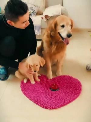 A post by @wjdmjwgqp9t on TikTok caption: #寵物狗🐶 #pet #寵物成精了 #寵物世界 #寵物成精了 #寵物篇 #寵物日常 