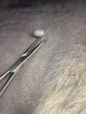 A post by @equinesurgeryontario on TikTok caption: What we do: #part1 #canada_life🇨🇦 #veterinarian #foryoupage #sugery #horsesontiktok #equinecare #equinevet #sugery #horsesontiktok #equinelife #equinehospital #equestrian #horsesoftiktok 