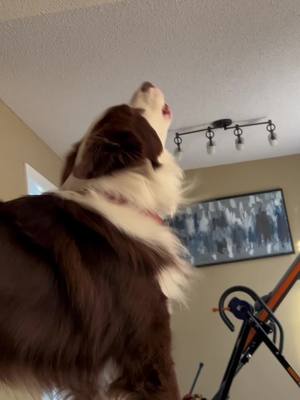 A post by @lunababypaws on TikTok caption: First time he howled caught on cam 😍🐾 just cute 😅