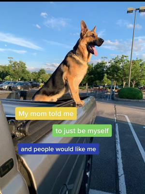 A post by @gsd_blue on TikTok caption: #gsd #germanshepherd #puppy #dog #bestfriend #bestdog #blue #gsdoftiktok #gsdpuppy #germanshepherdsoftiktok  #greenscreenvideo #greenscreen 