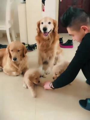 A post by @wjdmjwgqp9t on TikTok caption: #寵物狗🐶 #pet #寵物成精了 #寵物世界 #寵物篇 #寵物日常 