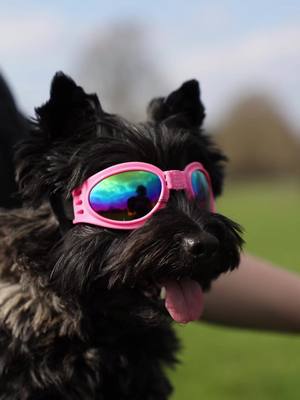 A post by @febe_vdr on TikTok caption: Did a photoshoot with ma doggo ❤️🥹 📷:@Woutekecools  #motorcycle #foryou #sherco #50cc #2stroke #moped #motogirl #supermoto #bikergirl #supermotogirl #doggo 