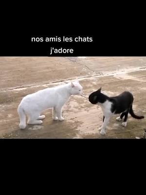 A post by @saradesousa01 on TikTok caption: #pourtoi #humor  #🐱🐱🐱