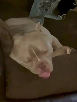 A post by @chelciebrooks on TikTok caption: Dreamin in the fast lane #MrHank #MyBestFriend #ILoveYouMrHank #AmericanBully