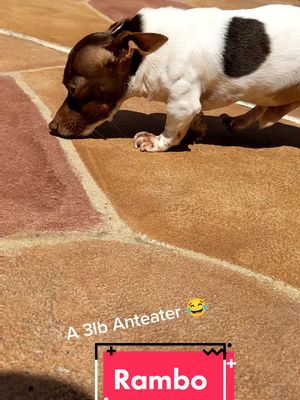 A post by @tinypawsrescues on TikTok caption: Rambo.. a dog?an anteater?an aardvark? Pup from The Mask? #themask #shortlegs #rescuedog #tinypawsrescue 