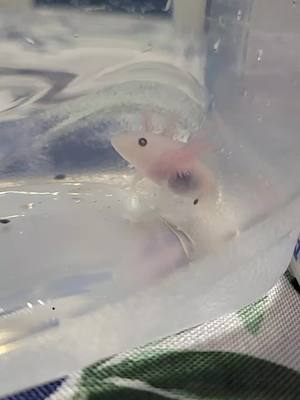 A post by @greatlakelottls on TikTok caption: meet jellybean! 🥰 #greatlakelottls #axolotlbreeder #axolotlhatchlings #aquatics #aquatic #axolotl #axolotls #axolotlbabies #cuteaxolotl #axolotlsoftiktok #fishtok #amphibian #babyaxolotl #pets #adorable #firefly #fireflyaxolotl #feeding #feedingaxolotls 