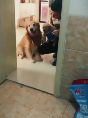 A post by @wjdmjwgqp9t on TikTok caption: ##寵物狗🐶 #pet #寵物成精了 #寵物世界 #寵物日常 