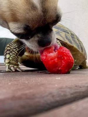 A post by @supertherese25 on TikTok caption: Turtle doesn’t share food!!! 🍓 🍓 🍓 #chihuahuastiktok #chihuahua #chihuahuatoy #turtletok #turtles #turtle #turtleeat #dogandturtle #joeydoesntsharefood #dogbittenbyturtle #strawberry #strawberries #closeup #friendshipgoals #therese #supertherese #meimei #meimeitheturtle #frenchchihuahua #chihuahualove