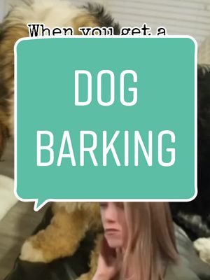 A post by @ambitious12c on TikTok caption: #dogs  #bernedoodle  #barks