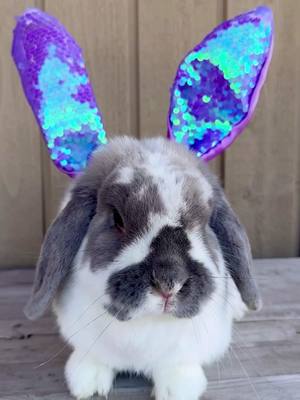 A post by @chevalerie.ca on TikTok caption: I am your bunny 🐰 you listen to me 🥕 #iamyourbunny #listentome #bunnyoftiktok #rabbitoftiktok #rescue #rescueanimals #rescuerabbit #fyp 