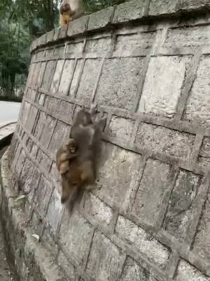 A post by @cutepet800 on TikTok caption: In the end, the little monkey couldn't get down and screamed anxiously#monkey #cute 