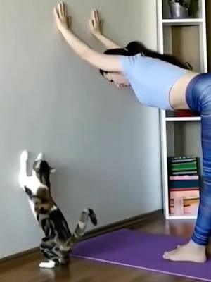 A post by @carson.wow on TikTok caption: #cat #catsoftiktok #animals #funnyvideos #foryou #smartcat 