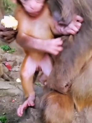 A post by @cutepet800 on TikTok caption: fat little chubby#monkey #cute 