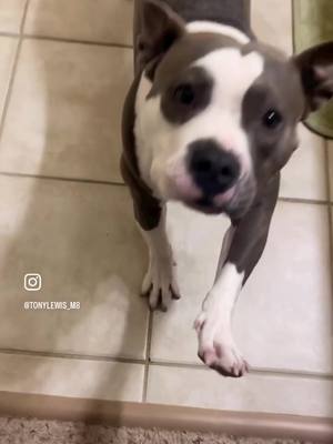 A post by @tonylewis_m8 on TikTok caption: Always start your day off with stretches! #puppy #dogs #staffordshirebullterrier #stretch #workout #exercise #fyp 