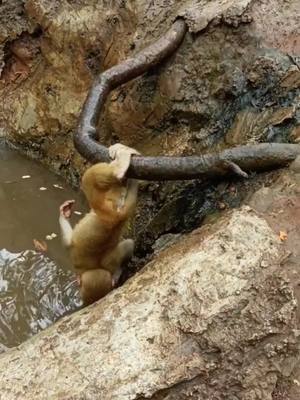 A post by @cutepet800 on TikTok caption: Fuchsia's way of drinking water#monkey #cute 