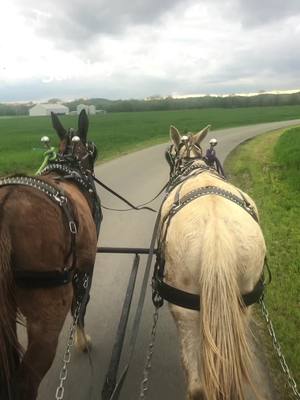 A post by @frankowen6 on TikTok caption: #mule #muleskinner #slowrollin