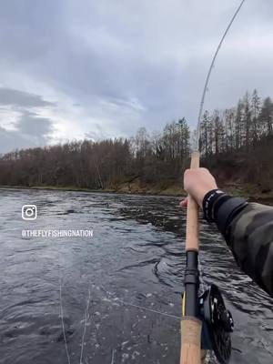 A post by @theflyfishingnation on TikTok caption: Density lines, gray skies, low angles, spanking fresh sealiced springers, cold feet, long days, good vibes and massive respect for all brothers and sisters out there grinding the early season hours! 🙌 Let’s hear some #skjernå updates from the opening day!  #flyfishingnation #flyfishing #salmon #swinging #atlanticsalmon #angling #lax #saumon #lachs #rivertweed #rivertay