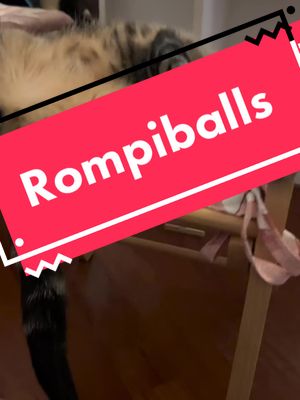 A post by @fra10684 on TikTok caption: #Rompiballs#gattidivertenti#merlino#sole#rompi#balle#viral#fpy#pelosetti#quattrozampe#sonno#18#ore#smile#brothers#comic#