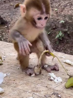 A post by @cutepet800 on TikTok caption: cute little monkey#monkey #cute 