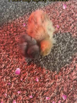 A post by @whitneywatt4 on TikTok caption: My new baby silkie chickens #icanbuymyselfflowers💐  #chickensoftiktok #baby #silkiechicken #pets 