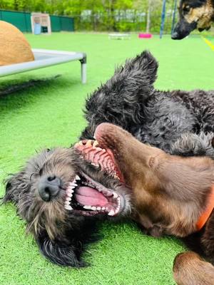 A post by @kyliefrazier87 on TikTok caption: Miss Karma shows yall her day at work! #dogsofttiktok #dogdaycare #puppylove 