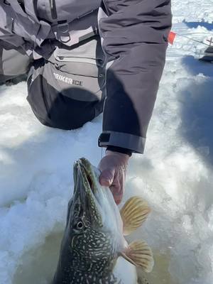 A post by @rjaminnesoda on TikTok caption: Ever caught a big fish with a spine deformation? Only 35” and weighed 16lbs! #fishing #pikefishing #fish #fishtok #mn #mnfishing #pike #icefishing #icefish #minnesota 