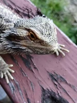 A post by @literal.dogwater_ on TikTok caption: stupid dragon(i love him more than most people)