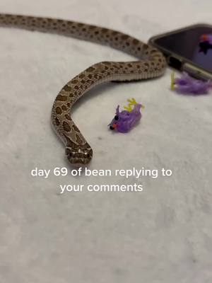 A post by @chelseasnakes on TikTok caption: shes very opinionated #hognose #snake 