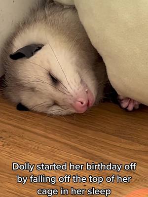 A post by @dollyparton_opossum on TikTok caption: Happy Birthday Dolly Parton, I promise I’ll make you a better birthday post covering your first year, but I just love the way you’re choosing to ring this one in 🥳 #possumtok #opossumsoftiktok 