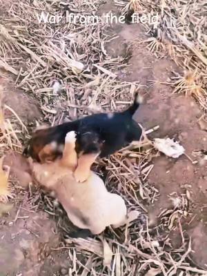 A post by @ani_6319 on TikTok caption: Is this exercise?Or fight?They are brothers!#tiktok_india #viral #Lovely #Fuy #dogsofttiktok #fyp