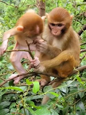 A post by @cutepet800 on TikTok caption: Da Bao helps mother take care of Xiao Bao#monkey ##cute 