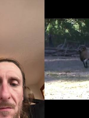 A post by @dennis_bleedat on TikTok caption: #duet with @zebra77788 #WildAnimals 