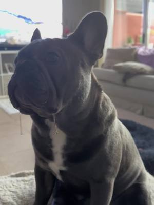 A post by @peanut_in_marbella on TikTok caption: #frenchiesoftiktok #fyp #frenchiepuppy 