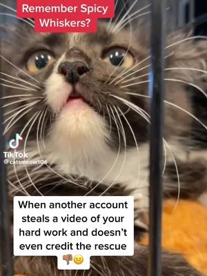 A post by @felinecuterescuer on TikTok caption: When someone passes your tiktokvideo off as their own. Don’t be lame, if you want to use a video give the creator credit #stolentiktok #lame #rescue #beoriginal 