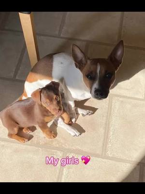 A post by @ruby_doothejackrussell on TikTok caption: Love my girls so much 💗 #jackrussellsoftiktok #jackrussell #jackrusselllovers #doglifelover #doglover #dogsofttiktok #ilovemydog #dogloverforever #fyp #fypシ