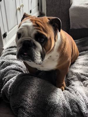 A post by @chesterthebulldog on TikTok caption: Chester doing what he does best - sleeping on his back infront of the fire 🐾 Insta account @the_touring_bulldog #englishbulldog #englishbulldogs #englishbulldogsoftiktok #englishbulldoglover #bulldoglife #englishbulldoglife #bulldog #dogsoftiktok #bulldogs #englishbulldoguk #bulldogsuk 