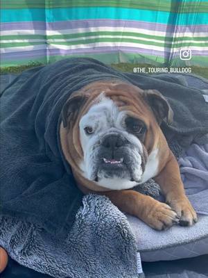 A post by @chesterthebulldog on TikTok caption: 100% trouble 🐾 Insta @the_touring_bulldog #englishbulldog #englishbulldogs #englishbulldogsoftiktok #englishbulldoglover #bulldoglife #englishbulldoglife #bulldog #dogsoftiktok #bulldog #dogsoftiktok #bulldogs #englishbulldoguk #bulldogsuk 