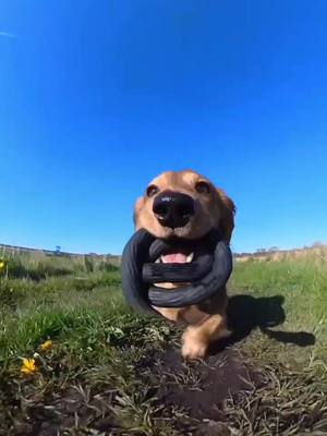 A post by @harleethedachshund on TikTok caption: the cutest cameraman 📷 #dogsoftiktok #doglover #dachshund #doxie #foryou #insta360 #viral 