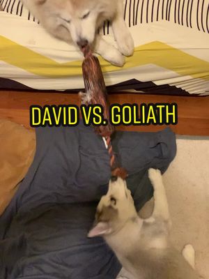 A post by @lillythesiberianhusky on TikTok caption: David vs. Goliath @danielathechowmix #fyp #dog #viral #dogsoftiktok #husky #puppy #chowchow