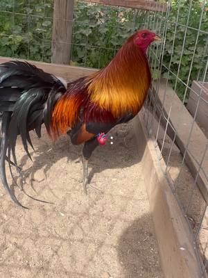 A post by @hectorgamefarm123 on TikTok caption: #hectorgamefarm123 #CapCut #gallos #gallosfinos #fyp #viral #gallosworld 