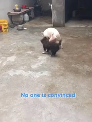 A post by @funnystory_on on TikTok caption: He won#foryou #animals #funny #pet 