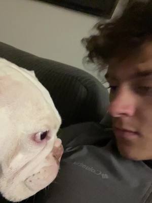 A post by @anthony5ash on TikTok caption: dawg almost bit muh nose off #englishbulldog 