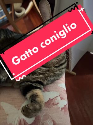 A post by @fra10684 on TikTok caption: Gatto Coniglio #catsoftiktok#gatti#pelosetti#cat#viral#perte#smile#coniglio#fra10684