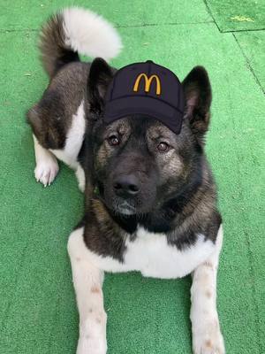 A post by @tokyoakita on TikTok caption: McTokyo 🍔🐶