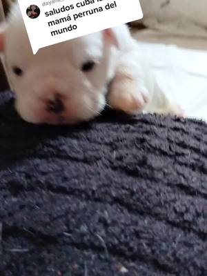 A post by @cuba.labulldog on TikTok