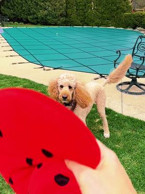 A post by @milliebugthepoodle on TikTok caption: Watermellon!! #dogsoftiktok #foryoupage #fluffydogs #cutedogsoftiktok #poodlesoftiktok #floofstersoftiktok 